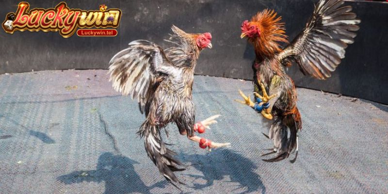 Đá gà trực tiếp thomo