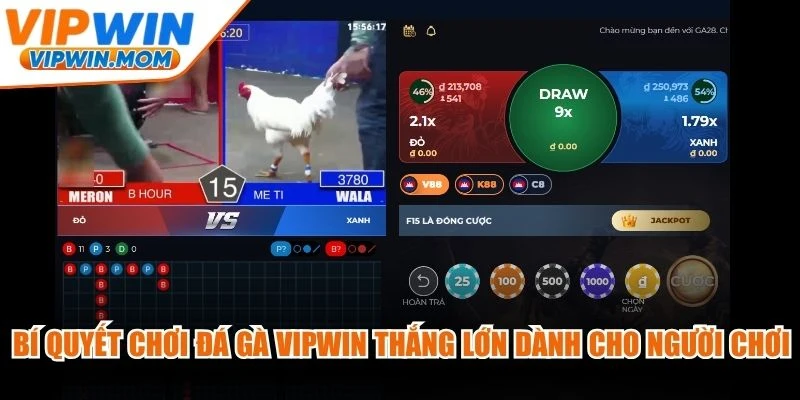 Bí quyết chơi đá gà VIPWIN thắng lớn dành cho người chơi mới