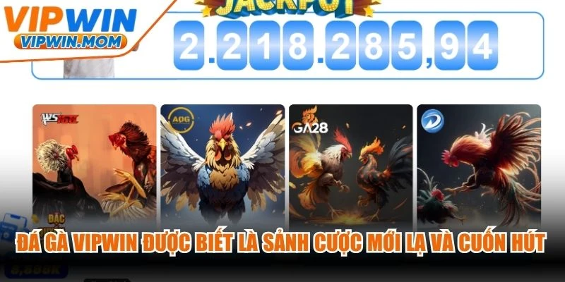 Đá gà VIPWIN được biết là sảnh cược mới lạ và cuốn hút mọi kê thủ